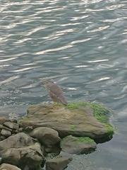 Nycticorax nycticorax