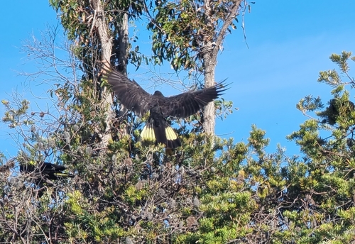 Yellow-tailed Black Cockatoo (Zanda funerea), photo 6