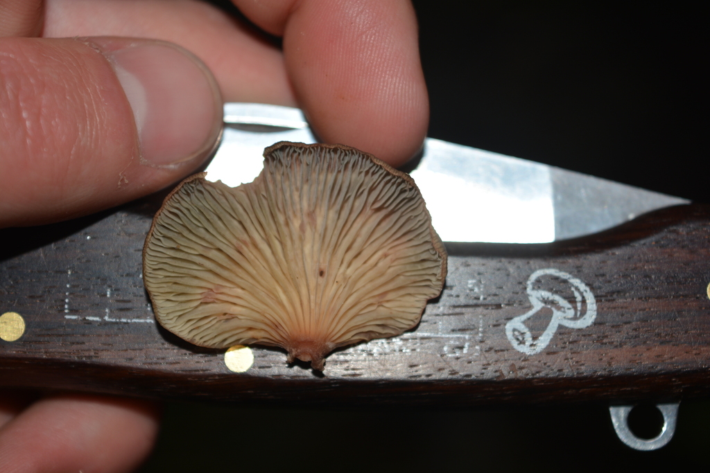 Scytinotus longinquus · December 2025 · photo: © georgecox (iNaturalist, cc0)
