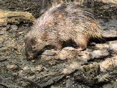 Indonesian Porcupine photo 1