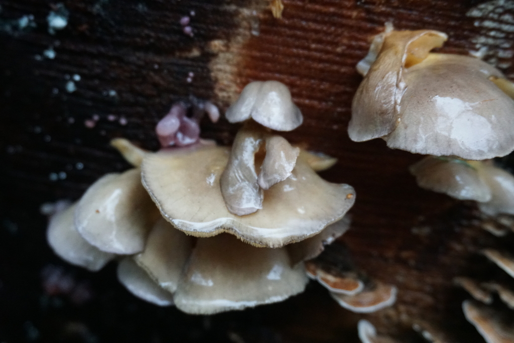 Sarcomyxa serotina · January 2026 · photo: © murray39 (iNaturalist, cc-by)