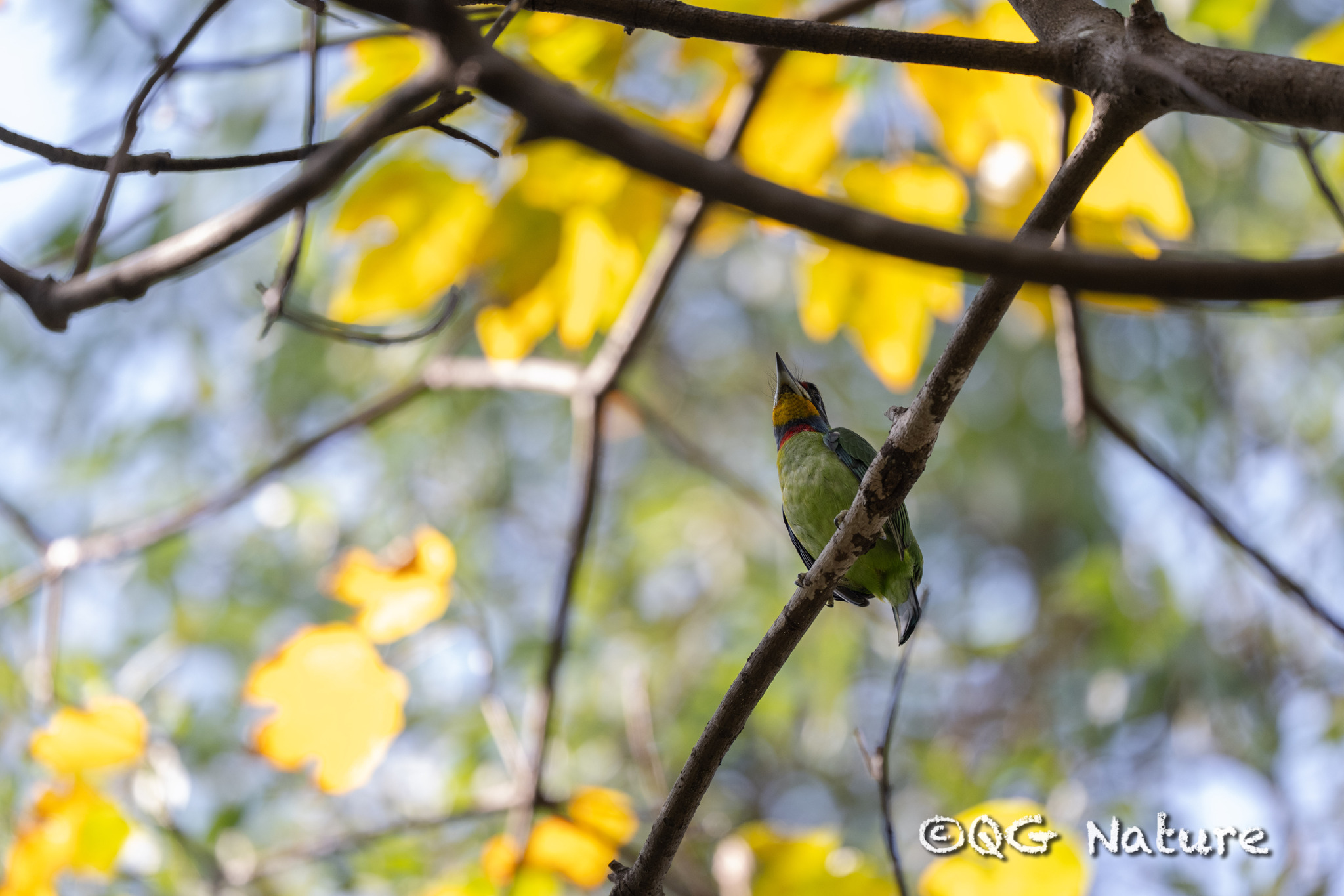 Chinese Barbet (Psilopogon faber), photo 3