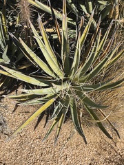 Yucca baccata baccata