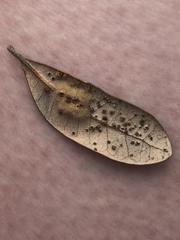 Druon quercuslanigerum