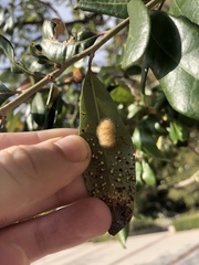 Druon quercuslanigerum