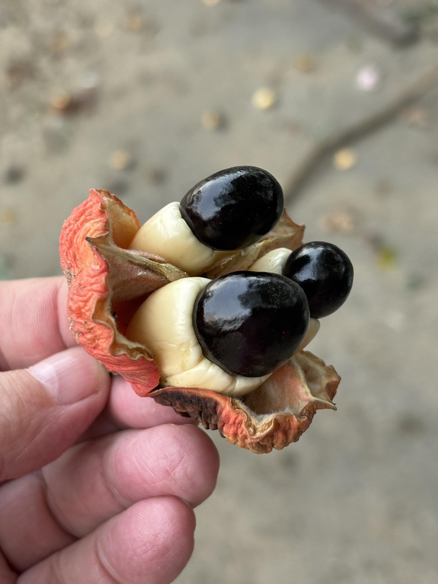 Imagem de ackee
