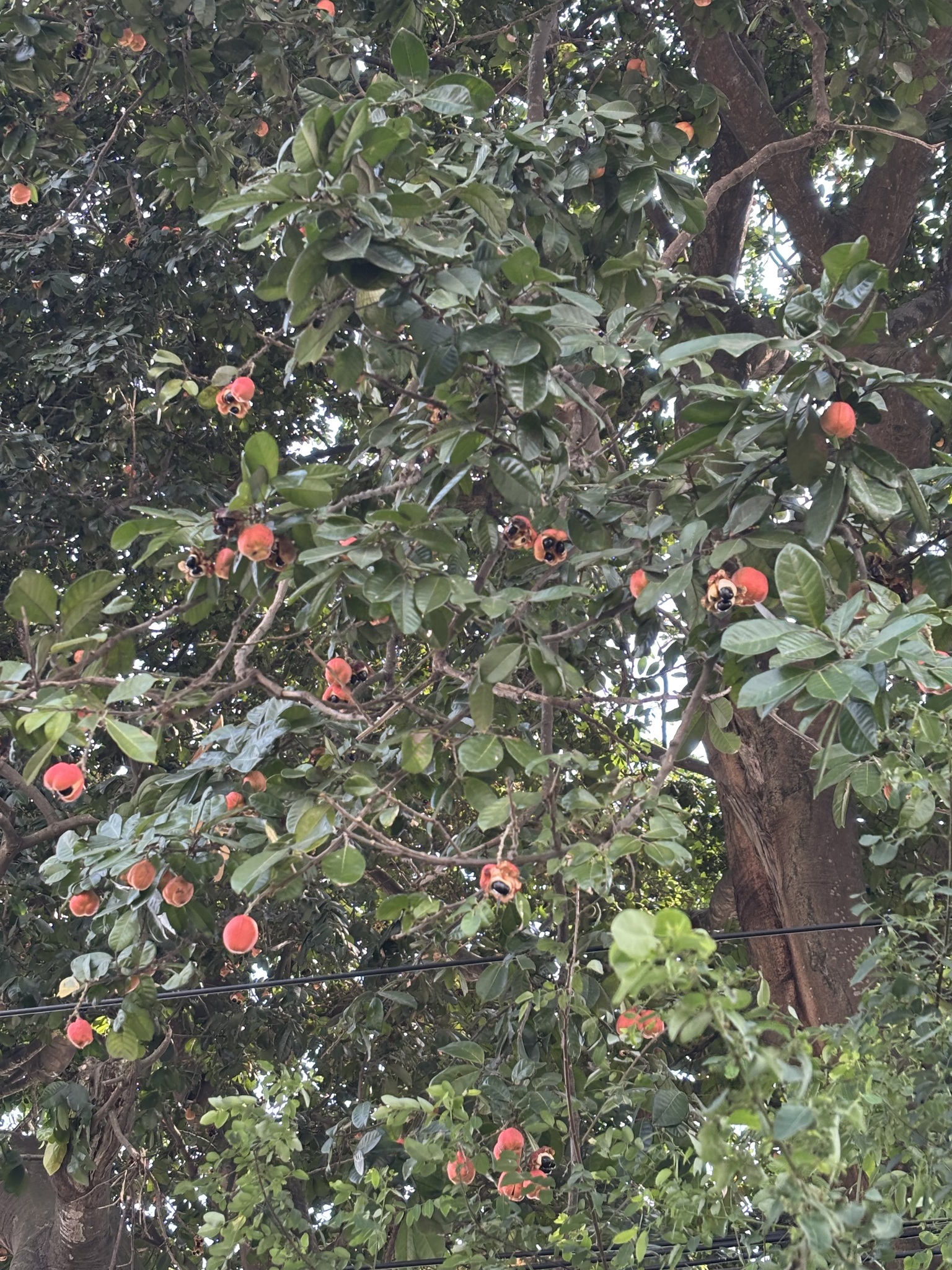 Imagem de ackee