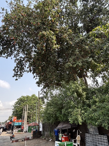 Foto de ackee