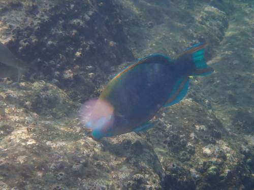 Blue-faced parrotfish (Scarus prasiognathos) — Scaridae