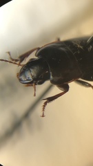 Harpalus subcylindricus