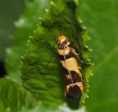 Macrobathra chrysotoxa