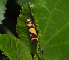 Macrobathra chrysotoxa