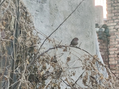 Vinous-throated Parrotbill