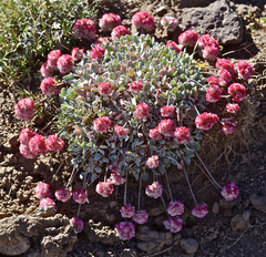 Eriogonum ovalifolium rubidum