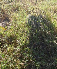 Ferocactus herrerae