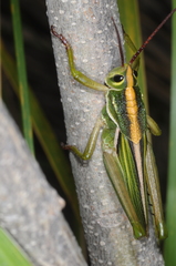 Staleochlora viridicata