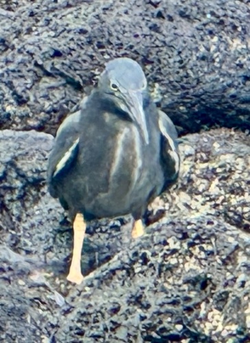 Lava Heron (Butorides sundevalli)