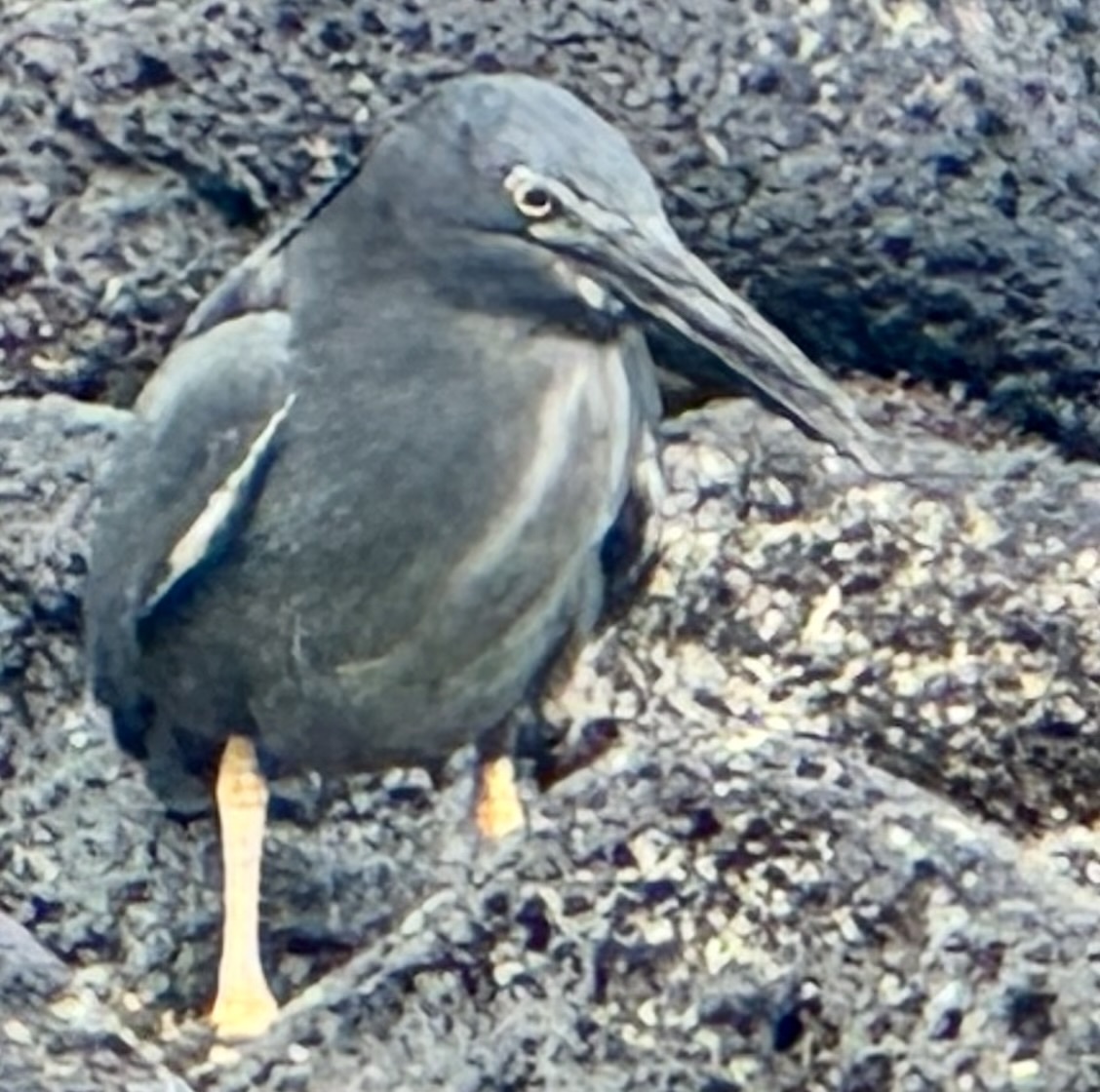 Lava Heron (Butorides sundevalli), photo 2