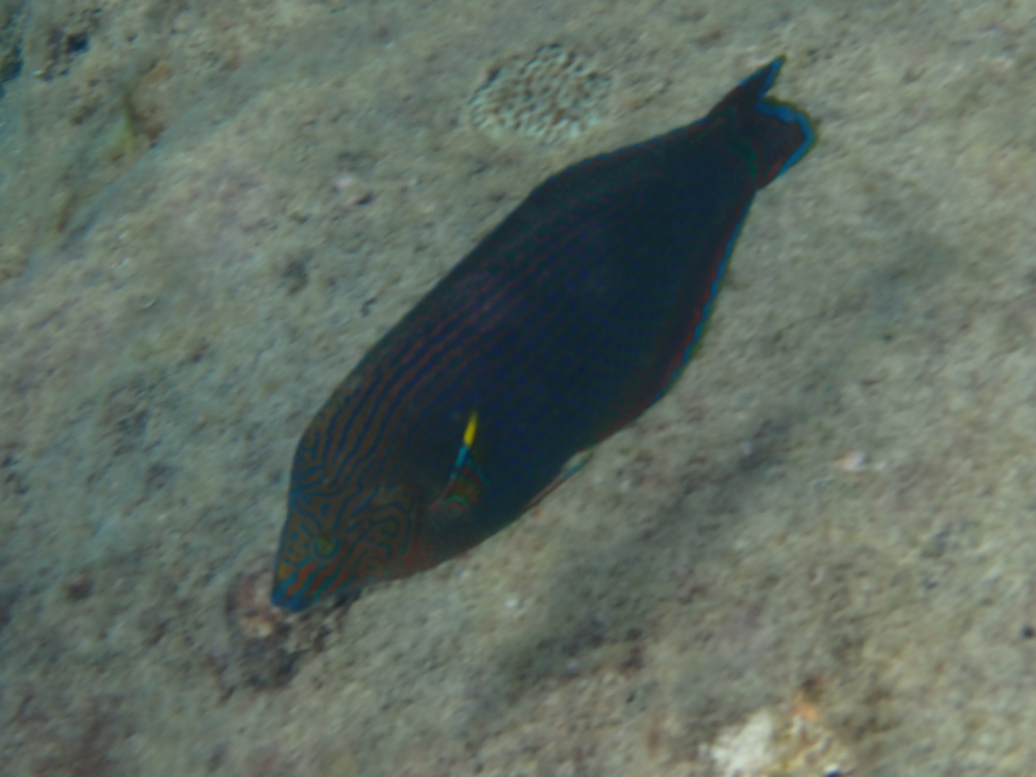 Spotted-Finned Rainbowfish photo 5