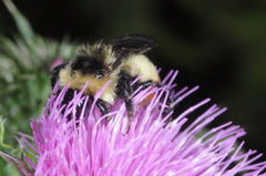 Bombus opifex
