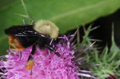 Bombus bellicosus