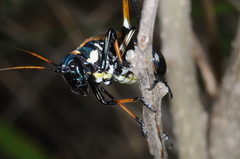Scaphura elegans