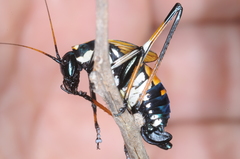 Scaphura elegans