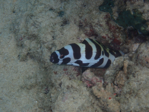 Laced Moray — seen at this dive site