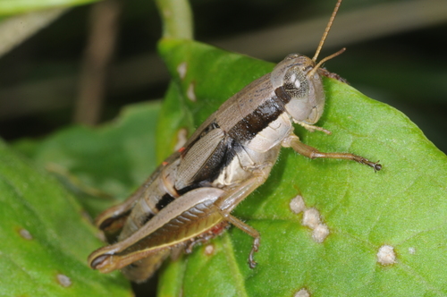 Scotussa brachyptera