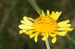 Gaillardia megapotamica