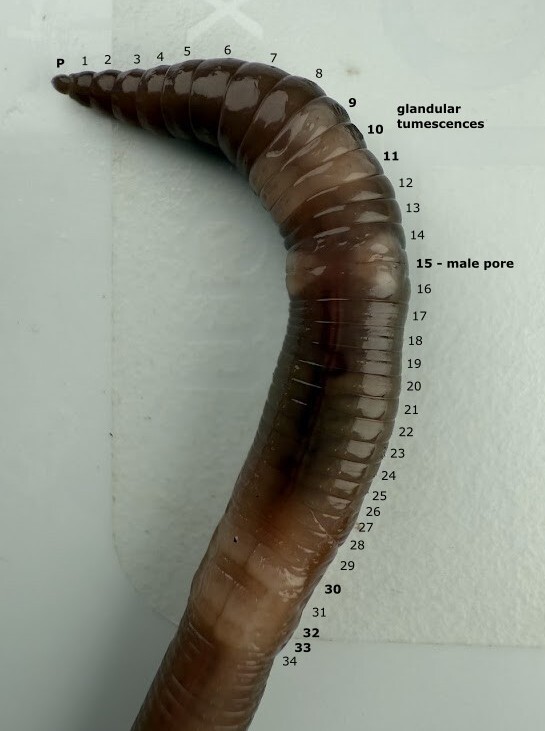 Aporrectodea caliginosa trapezoides (Dugés, 1828)