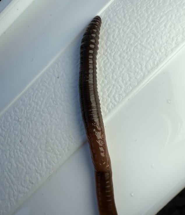 Aporrectodea caliginosa trapezoides (Dugés, 1828)