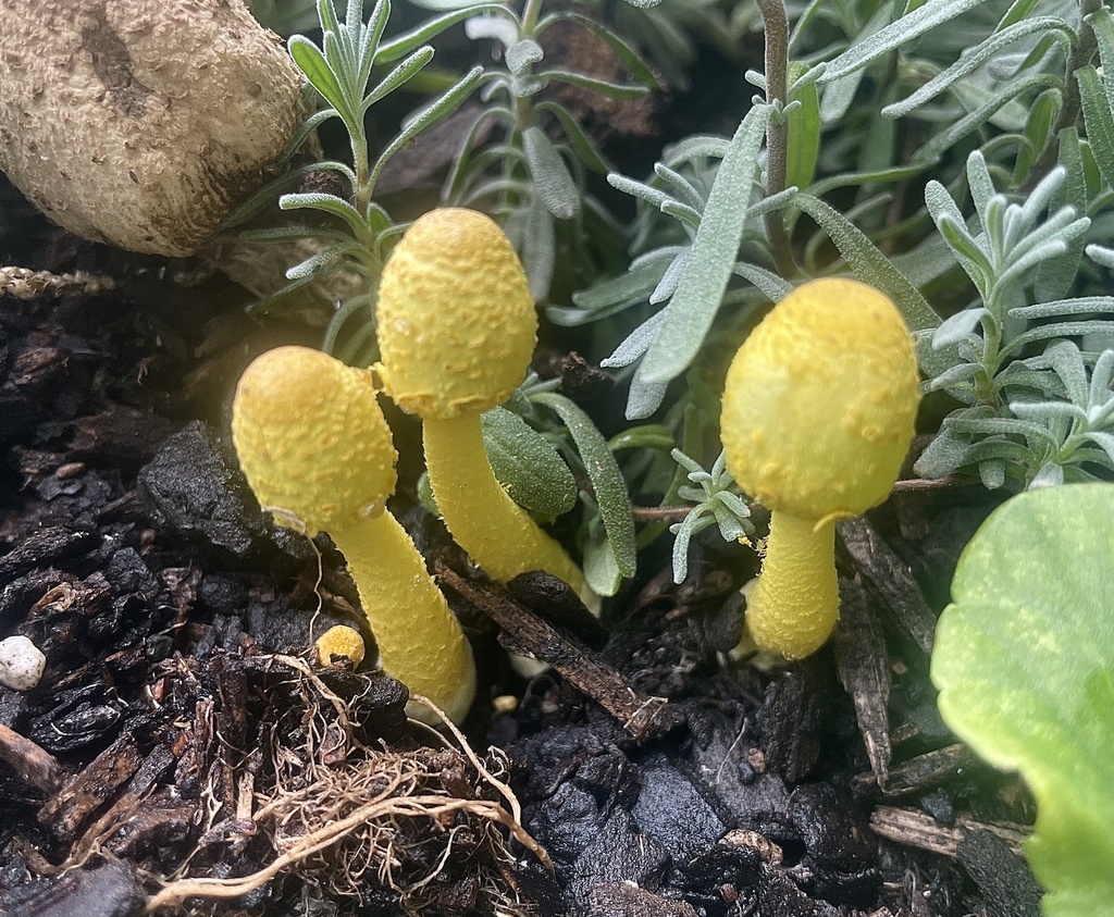 Leucocoprinus birnbaumii · January 2026 · photo: © noelw (iNaturalist, cc-by)