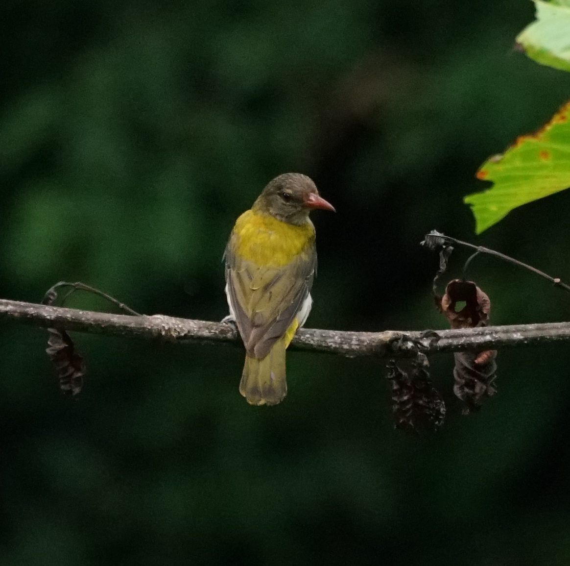 Ventriloquial Oriole (Oriolus consobrinus), photo 3