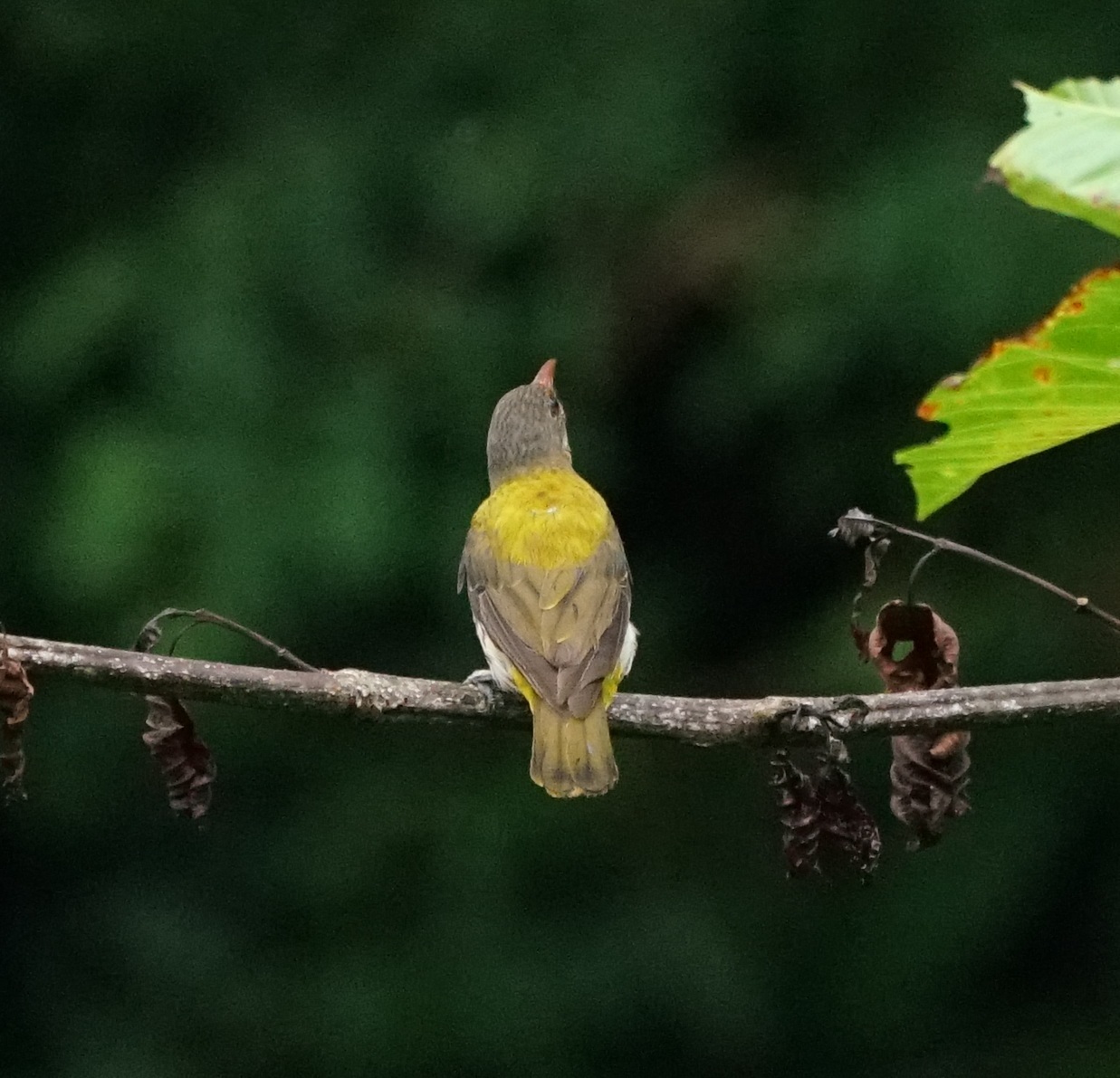 Ventriloquial Oriole (Oriolus consobrinus), photo 4