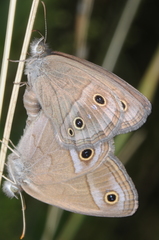 Stegosatyrus periphas
