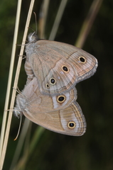 Stegosatyrus periphas