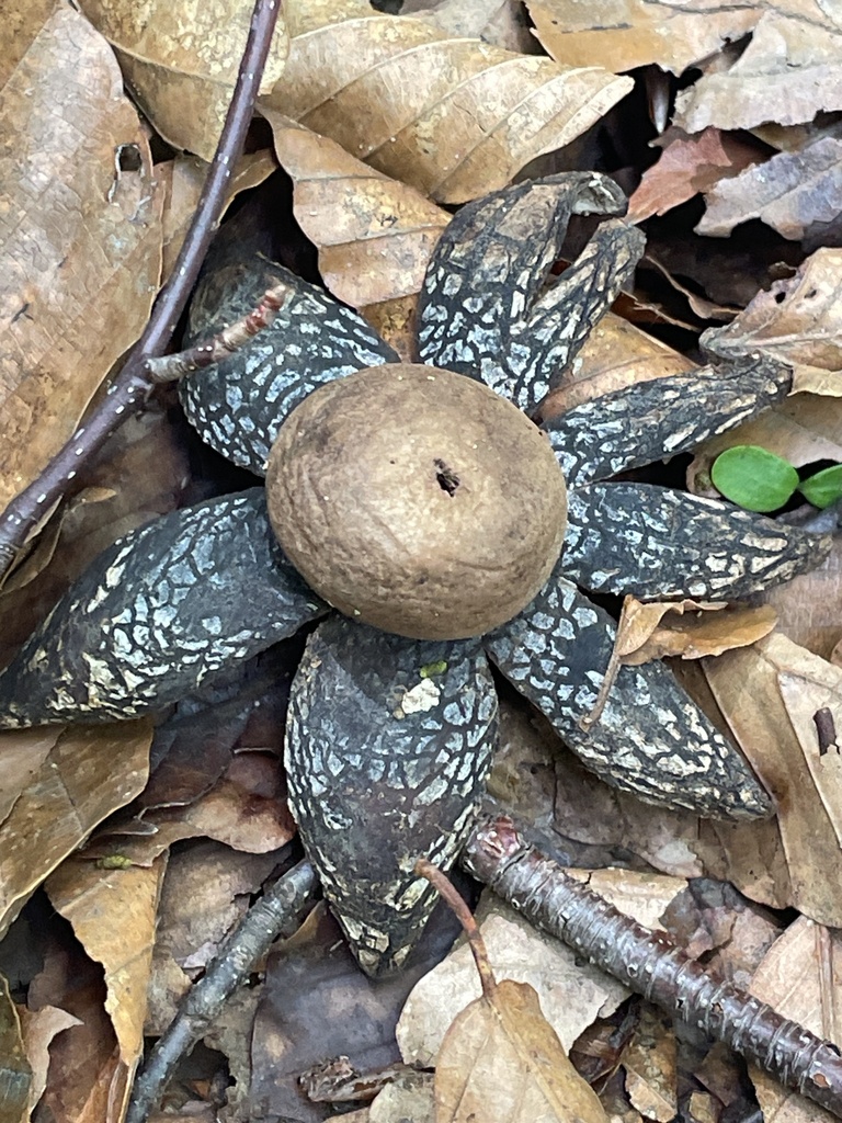 Astraeus hygrometricus · June 2025 · photo: © gettori (iNaturalist, cc-by)
