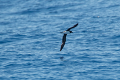 Pseudobulweria rostrata