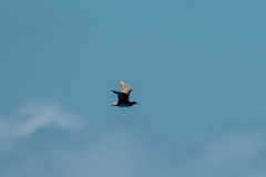 Stercorarius pomarinus