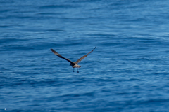 Stercorarius longicaudus