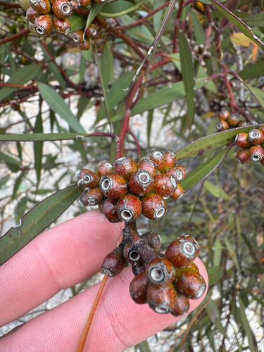 Eucalyptus uncinata, 2026-01-12