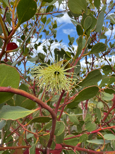 Eucalyptus platypus, photograph 6