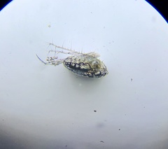 Neocopepoda