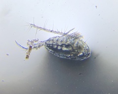 Neocopepoda