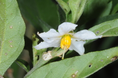 Solanum pseudocapsicum