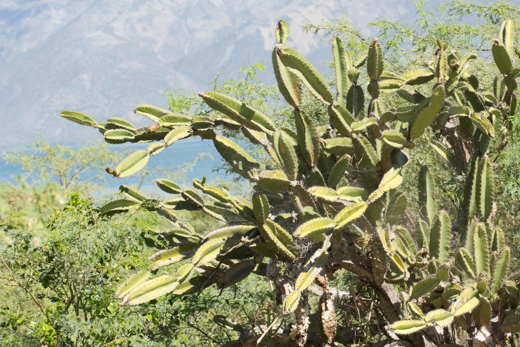 Leptocereus