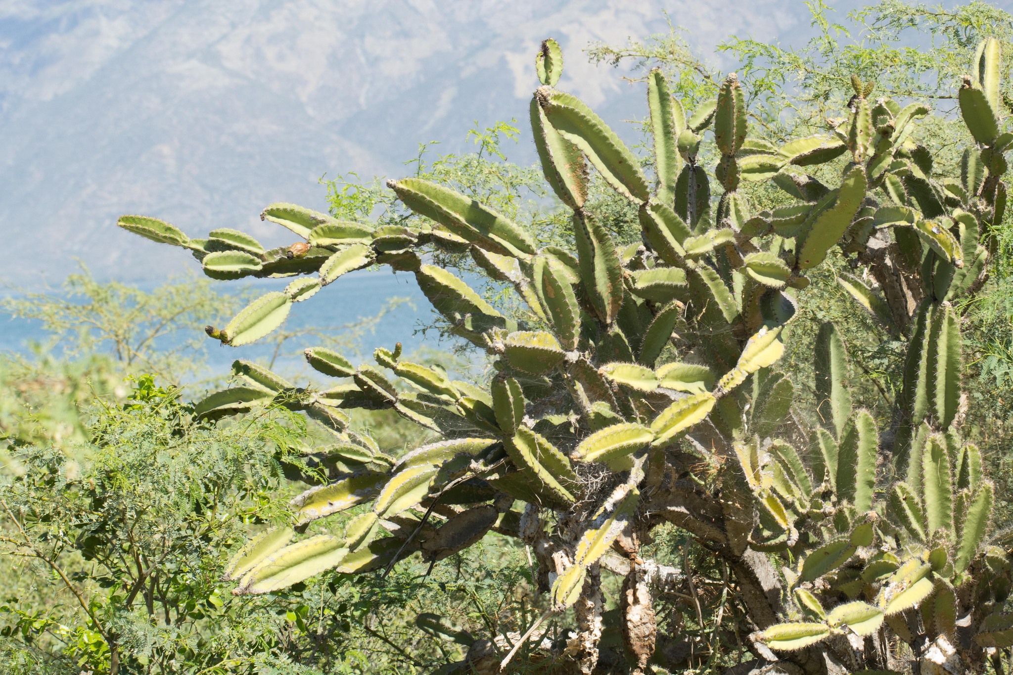 Leptocereus paniculatus