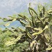 Leptocereus - Photo (c) Ron Savage, some rights reserved (CC BY-NC-SA), uploaded by Ron Savage