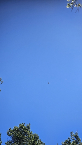 Swamp Harrier (Circus approximans), photo 6